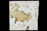Fossil Crab (Potamon) Preserved in Travertine - Turkey #106451-1